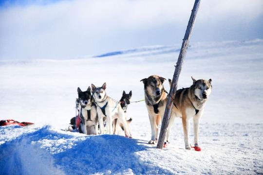 Husky Special - High mountain Dogsledding. 