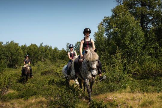 Horseback riding tour - 4 hours