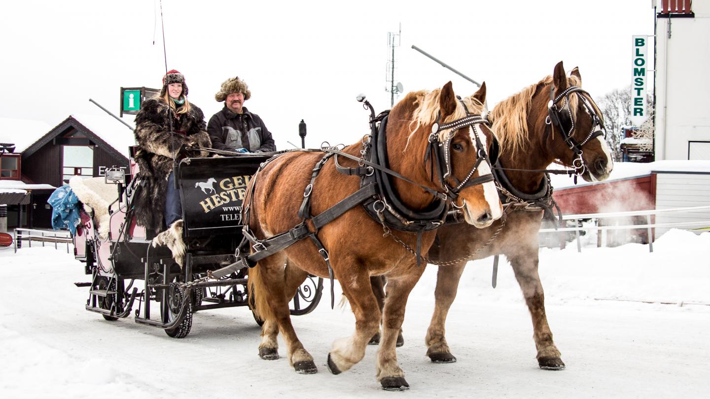 Horse sleigh ride at Geilo 