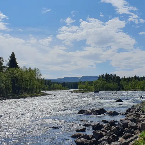 En liten del av en traktorsti langs elvebredden av Numedalslågen, på andre siden av vannet ser man skogen