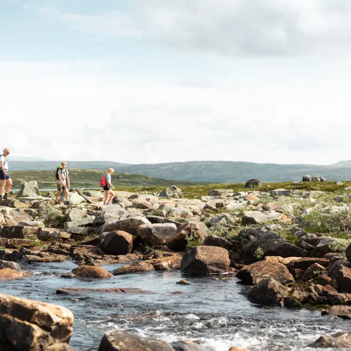Vandring Halnekongen Hardangervidda