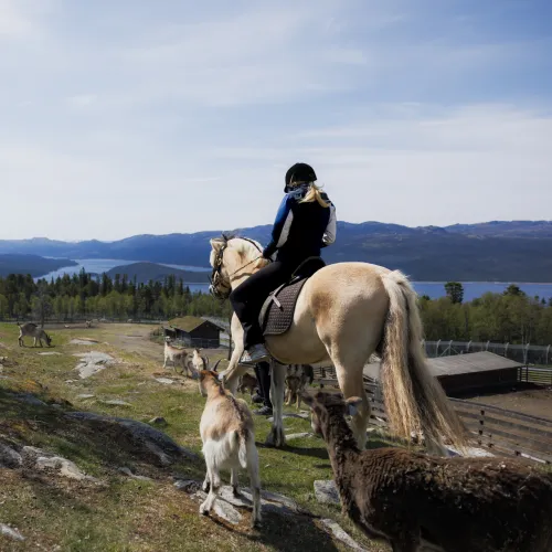 Langedrag utsiktspunkt jente på hest med dyr