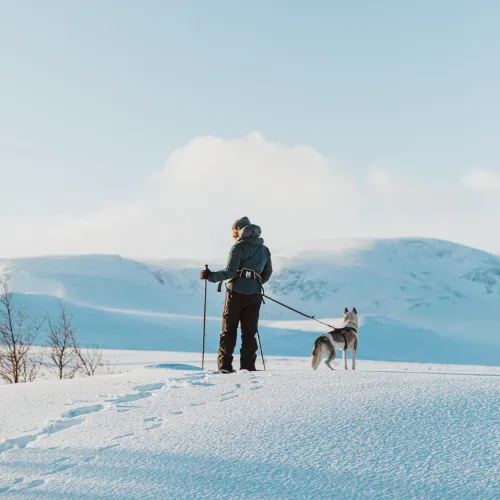 Hunderegler og båndtvang på Geilo og i Hol kommune