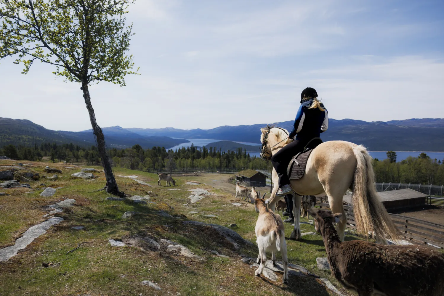 Langedrag utsiktspunkt jente på hest med dyr