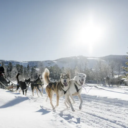 Huskytur på vinteren i nydelig sollys