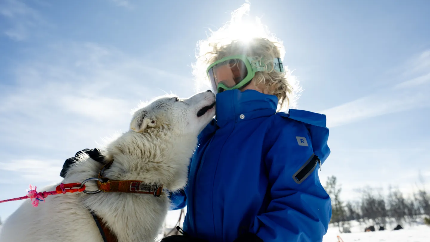 Geilo Mushing hund som sleiker barn i ansiktet