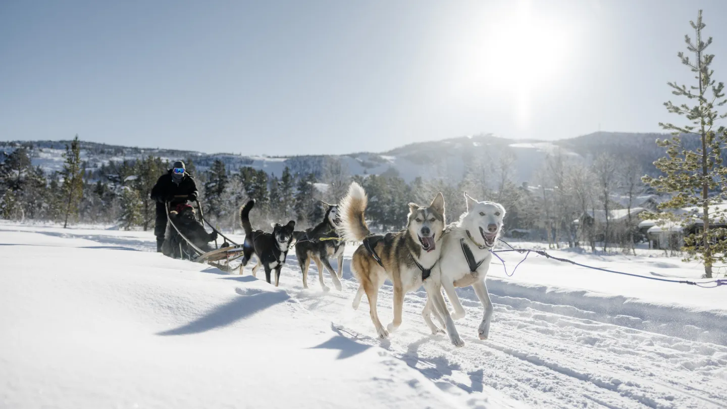 Huskytur på vinteren i nydelig sollys