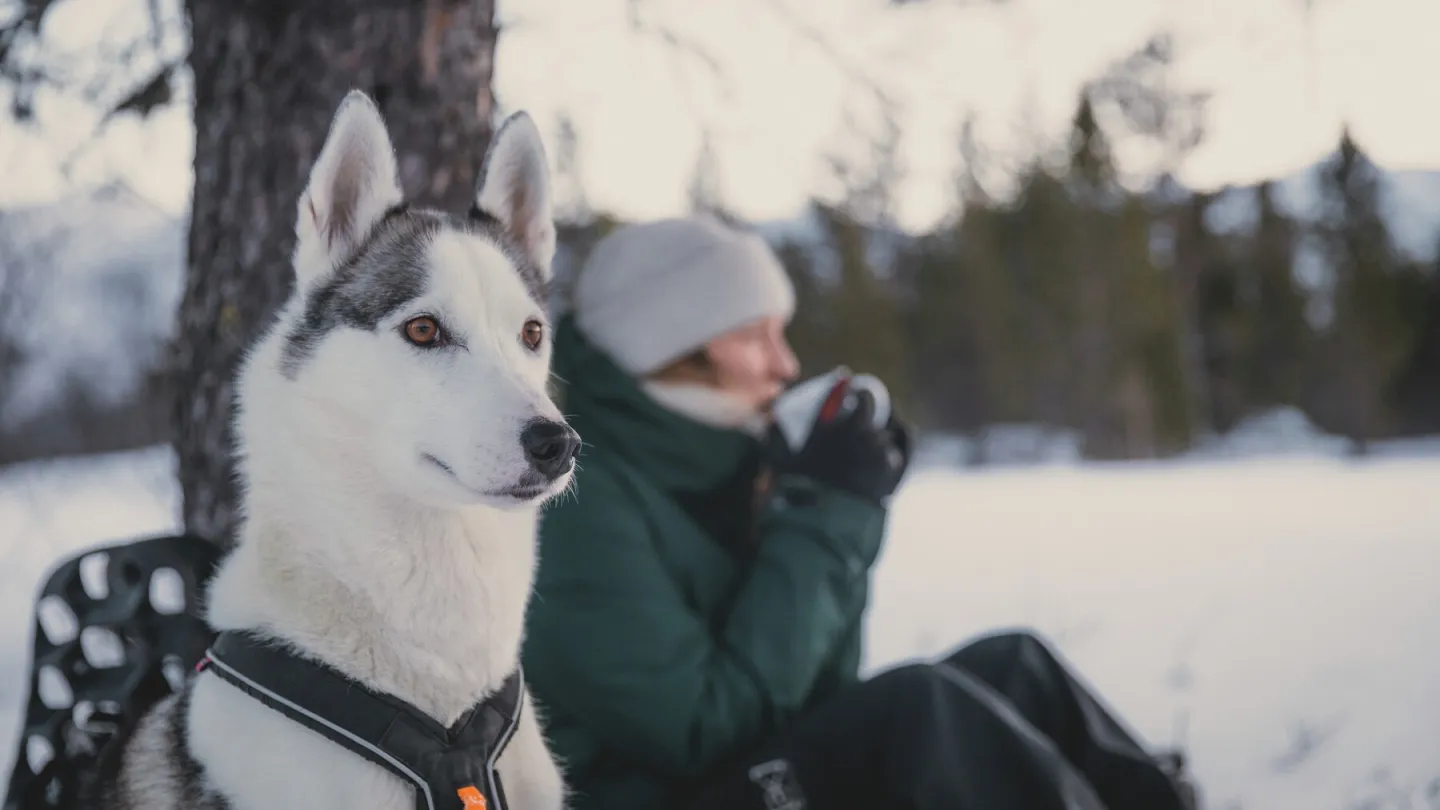 Husky